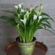 Calla Lily young starter plant Organic White flowers Easy care Fast growing Hardy outdoor plants Perennial Garden beds borders pots tubs
