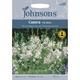 Johnsons Seeds - Pictorial Pack - Flower - Gaura The bride - 30 Seeds