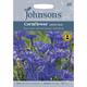 Johnsons Seeds - Pictorial Pack - Flower - Cornflower Midget Blue - 150 Seeds