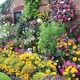 Thompson & Morgan Mixed Summer Bedding Plant Collection - 72 Plug Plants - Ideal For Hanging Baskets And Patio Containers