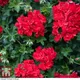 Thompson & Morgan Geranium Cascading Rosebud Red Sybil 5 Jumbo Plug Plant