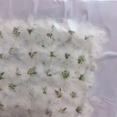 Flowers+Plants