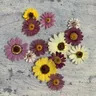 Mélange de péricalis séchés pressés 64 pièces fleurs hybrides herbium pour bijoux carte