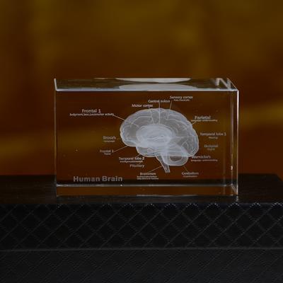 3d Crystal Laser Engraving Scientific Brain Model ...