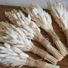 50pcs Preserved Pampas Grass, Fluffy Dried Bunny Tails Decor Flowers Bouquet For Wedding Boho Home Table Decor, Rustic Farmhouse Party Supplies(processed And Free Of Pest Risk)