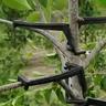 10pcs Fruit Tree Branches Trunk Moderators Branches Fixing Tool Plant Branches Bending Clips Branches Trainers