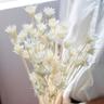 5/10pcs Dried Flowers, Diy Floral Arrangements, Wedding Decor, Home Decor, Flowers Arrangements, Home Decor