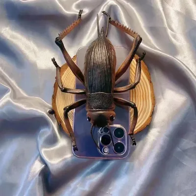 Spoof simulated cricket gives iPhone a summer gift – an eye-catching insect case for iPhone