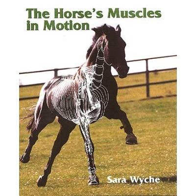 The Horse's Muscles In Motion