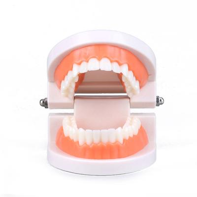 1pc Standard Teeth Model Adult Standard Demonstration Denture Model Dental Teaching Clean Display Education Study
