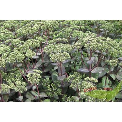 Hohe rosa Fette Henne Matrona Sedum grüne rot überhauchte Blätter im 18cm Topf Image