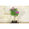 Bonsai di Bougainvillea Spectabilis (110)