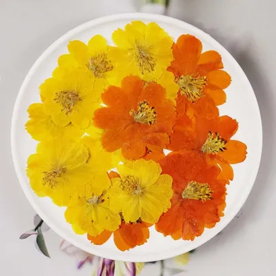 Flowers+Plants