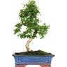 Kentis - Bonsai Carmona - Bonsai Tè del Fukien Tè Coreano - h 25-35 cm Vaso ø 15 cm a s