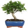 Bonsai Quercus Pubescens - Bonsai di Quercia Roverella - h 25-35 cm Vaso ø 21 cm