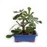 Kentis - Bonsai Ficus Carica - Bonsai di Fico Comune - h 20-25 cm Vaso ø 18 cm