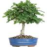 Bonsai Quercus Pubescens - Bonsai di Quercia Roverella - H 40-45 cm Vaso Ø 26 cm