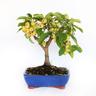 Kentis - Bonsai Malus 'Evereste' - Bonsai Giapponese - h 25-35 cm Vaso in Ceramica ø 21 cm