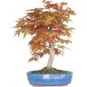 Bonsai Acer Palmatum Yamamomiji - Bonsai di Acero - H 50-55 cm Vaso Ø 27,5