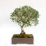 Bonsai Olea Europaea - Bonsai Ulivo - H 55-65 cm Vaso Ø 35 cm