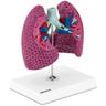 Lungenmodell 1:1 Organmodell menschliche Lunge anatomisches Modell Medizinmodell