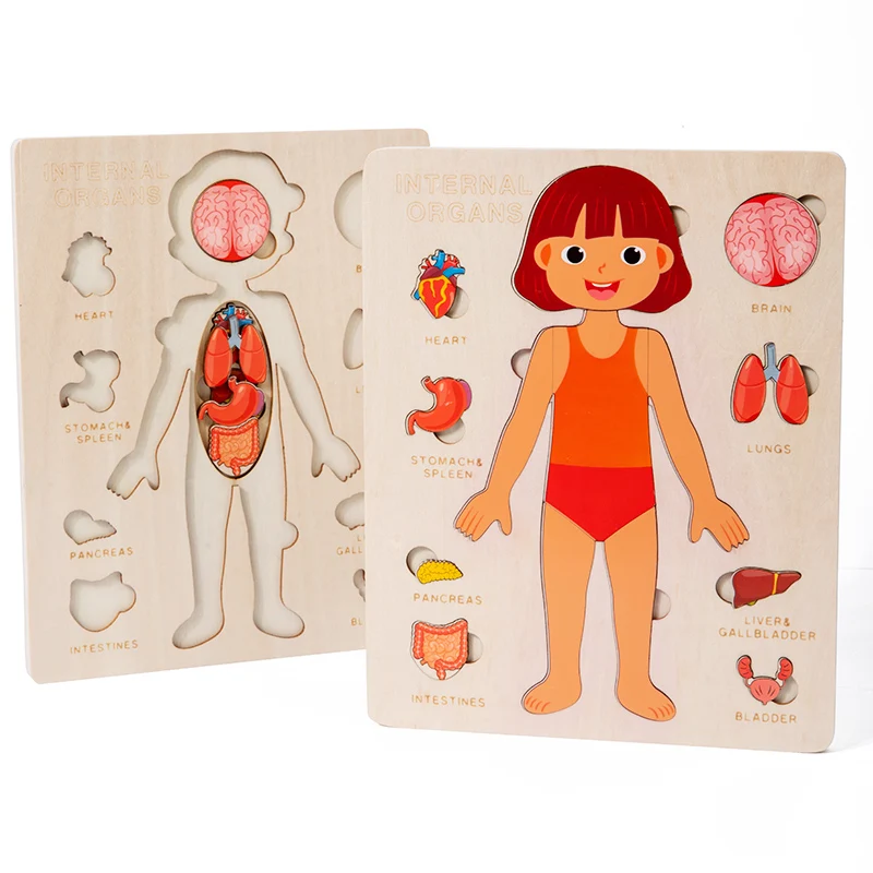 Kinder Holz Montessori Spielzeug Menschlichen Körper Organe Puzzles Pädagogisches Spielzeug Vorschule Kindergarten Frühen Baby Lernen Jungen Mädchen Unisex Image