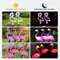 Groupe Flamingo lumière solaire étanche jardin piquet lampe extérieure cour décoration lumière Patio passerelle lumière pelouse lumière