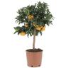 Kentis - Citrus Reticulata - Pianta di Mandarino - Alberi da Frutto da Esterno - h 70-80 cm ø 20 cm