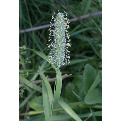 Wiesenlieschgras Phleum pratense 25 kg Einzelgras Grassamen Futterbau Ertrag Image