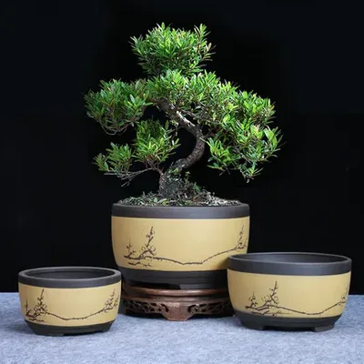 Bonsai Blumentopf Keramik Runde Große Mittlere Und Kleine Bonsai Topf Grün Blumentopf