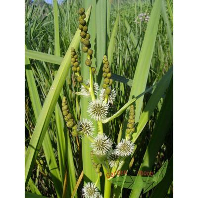 Sumpfpflanze Igelkolben, Sparganium erectum, grüner Fruchtstand wasserreinigend