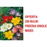 Offerta 250 Bulbi Freesia Single Mixed Bulbs Bulbes