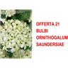 Bulbi autunnali offerta 21 bulbi ornithogalum saundersiae bulbi bulbs bulbes