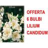 Offerta 6 bulbi lilium candidum bulbo bulbs bulbes