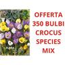 Peragashop - offerta 350 bulbi crocus species mix di colori bulbs bulbes