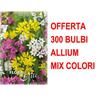 Offerta 300 bulbi allium mix bulbs bulbes