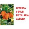 Bulbi autunnali offerta 9 bulbi fritillaria aurora bulbo bulbs bulbes