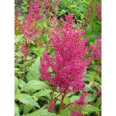 Rote Astilbe Fanal leuchtende Schönheit auch im Schatten reichblühend Image