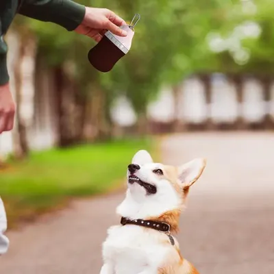 Dog+Supplies