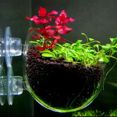 Crystal Glass Aquatic Plant Cup Pot Holder Aquarium Tank Live Plant Glass Pot Red Shrimp Holder with