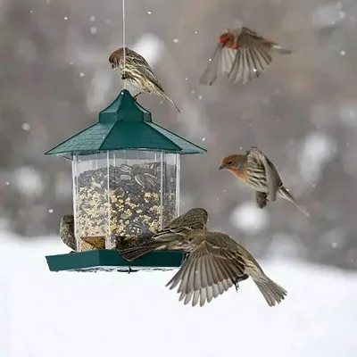 Wild Bird Feeders for Outside Rust Proof Hanging Feeders Squirrel Proof Bird Cardinal Wildlife