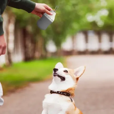 Dog+Supplies