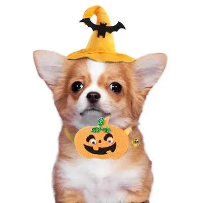 Pet+Costumes