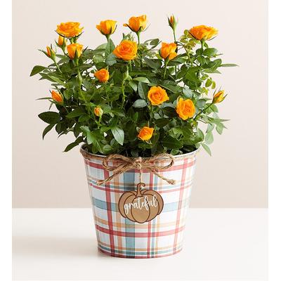 1-800-Flowers Flower Delivery Autumn Harvest Rose Large