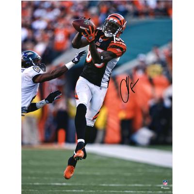 Autogrammfoto von Chad Johnson (Cincinnati Bengals), 16 x 20 Zoll, schwarzes Trikot, beim Fangen Image