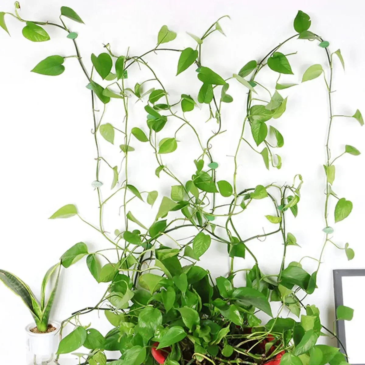 10 stücke/1set-grüne selbst klebende Pflanzen kletterwand befestigung-wieder verwendbare und langlebige Pflanzen befestigungs clips für den Innen-und Außenbereich Image