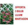 Peragashop - offerta 3 bulbi lilium martagon bulbo bulbs