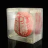 Gehirn Probe Untersetzer Set 3d Organ Gehirn Kunstwerk Gehirn Scheiben quadratische Acrylglas