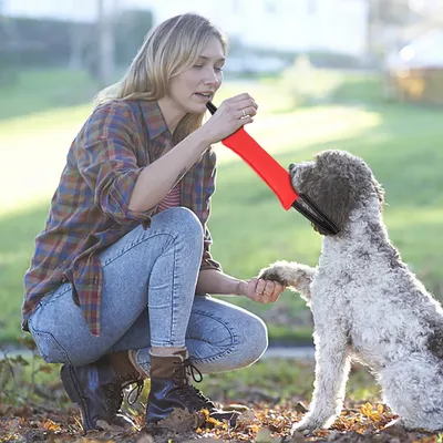 Dog+Supplies