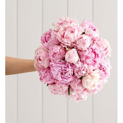1-800-Flowers Flower Delivery Precious Peony Bouquet 20 Stems, Bouquet Only